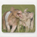 Suche nach glückliches schwein mousepads Ferkel