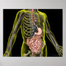 Suche nach verdauungssystem poster Medizinisch