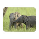 Suche nach indischer elefant magnete Spielen