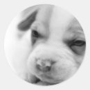 Recherche de mine autocollants Chien