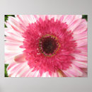 Suche nach gerbera poster Gänseblümchen