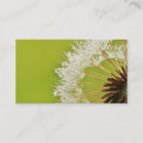 Recherche de pissenlit cartes visite Photographie