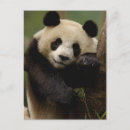 Suche nach panda große karten Bambus