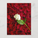 Suche nach rote rose postkarten Blatt