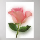 Suche nach single rose poster Natur