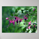 Recherche de fushia posters Fleurs