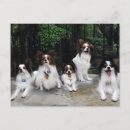 Suche nach papillon hund postkarten Rasse