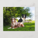 Suche nach australischer schäfer postkarten Haustiere