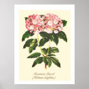 Suche nach vintage botanische poster Natur