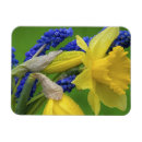 Recherche de jacinthe magnets Bleu