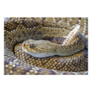 Suche nach rattlesnake poster Foto