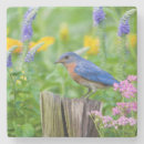 Recherche de mâle dessous de verres Oiseau