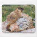 Recherche de marmottes tapis souris Sauvage