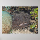Suche nach garnelen poster Fisch