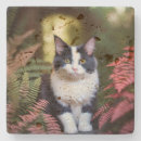 Suche nach millie Katze