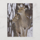Recherche de deer cartes postales Nature