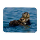 Suche nach niedliche otter magnete Seeotter