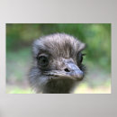 Recherche de ostrich posters Animaux
