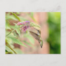 Recherche de faune flore cartes postales Animal