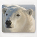 Suche nach eisbären mousepads Winter