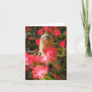 Suche nach pygmäen karten Affe