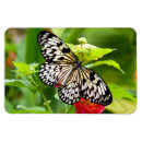 Recherche de papillon blanc magnets Nature