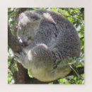 Suche nach koala puzzle Foto