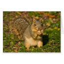 Suche nach braunes eichhörnchen postkarten Orange