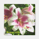 Recherche de lis magnets Rose