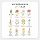 Suche nach texas wildblumen Natur