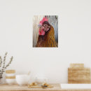 Recherche de animaux de basse cour posters Poules