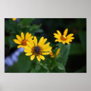 Recherche de fleurs jaunes posters Photographie