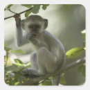 Suche nach simbabwe aufkleber Im freien