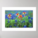 Suche nach texas bluebonnet poster Frühling