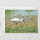 Recherche de ibis vœux cartes Nature