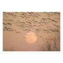 Suche nach gefiedert poster Wildtiere