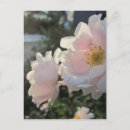 Suche nach alte rose postkarten Blätter