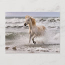Recherche de camargue cartes postales Cheval