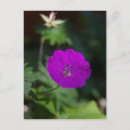 Suche nach alle lila blume postkarten Fotografie