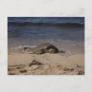 Suche nach grüner sand postkarten Schildkröte