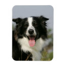 Recherche de colley magnets Border collie