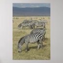 Recherche de zebras posters Afrique