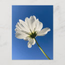 Suche nach weiße wildblumen postkarten Blau