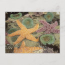 Recherche de anémones de mer cartes postales Barrière de corail