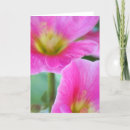 Suche nach rosa hollyhock karten Fotografie