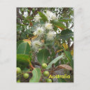 Recherche de arbre de gomme posters Fleurs