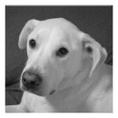 Recherche de mon chien posters Gris