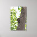 Suche nach raccoon leinwandbilder Wald