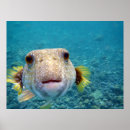 Suche nach puffer poster Fisch