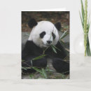 Suche nach großer panda karten Bambus